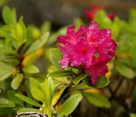 阿姆休特巴德司徒贝度假屋 度假居 *