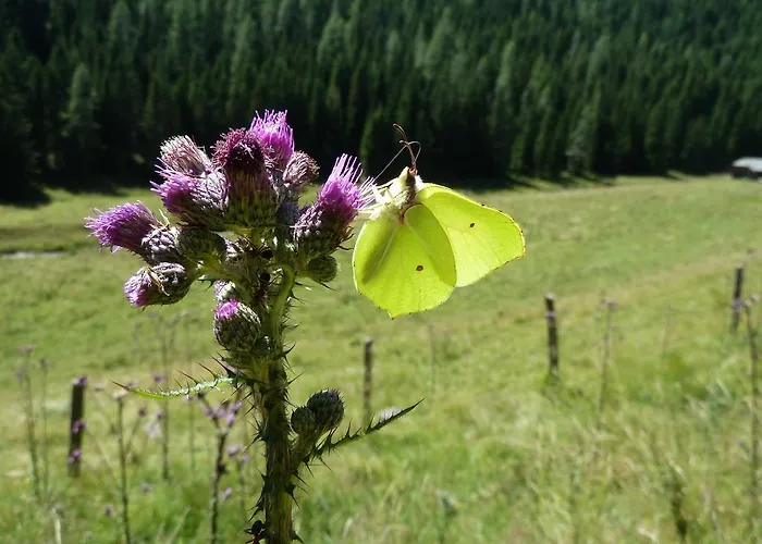 Almhuette Badstube Σπίτι διακοπών