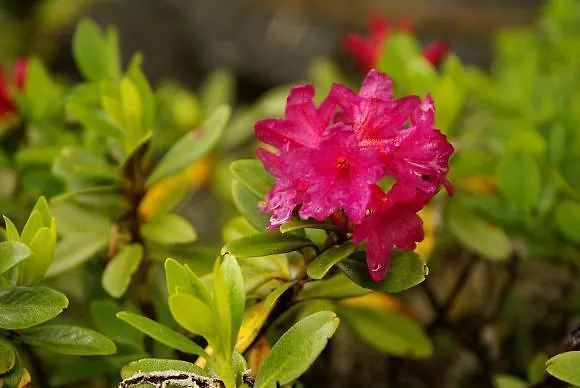 Almhuette Badstube Σπίτι διακοπών *