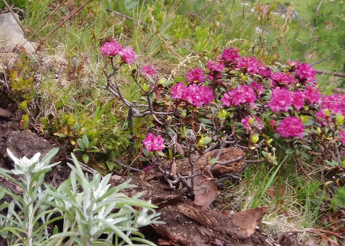 Σπίτι διακοπών Almhuette Badstube Patergassen